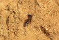 15 gewone vilbij Epeolus variegatus f bij nest Colltes daviesanus Stalberg De Hamert_resize